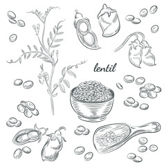 Lentil plant hand drawn illustration. Peas and pods sketches. Scoop for lentils isolated on white background.