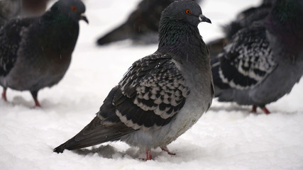 Pigeons in the winter 