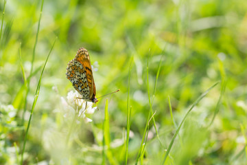 Closeup of a beautiful orange butterfly standing on a white flower on a green background