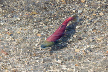 Salmon on the Kuril Lake, Kamchatka, Russia. Underwater view