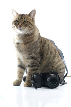 Cat photographed in studio with camera
