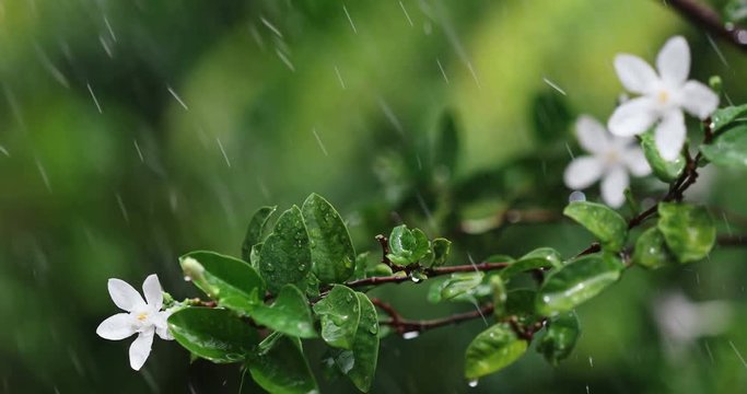 Close up a green fresh leave branch under tropical rain water drop falling in the garden  , 4K Dci resolution