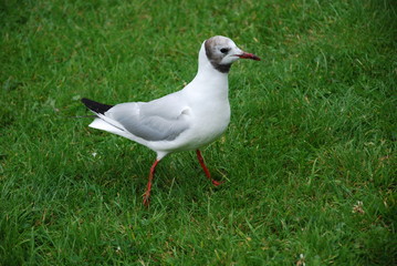 Gull