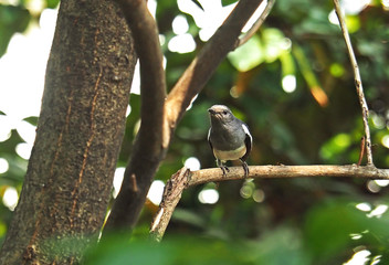 Female Oriental Magpie-Robin on Branch in The Jungle