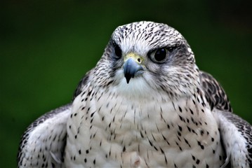 Intense gaze