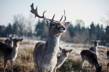 Oh deer