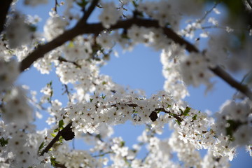 White blooming branch of tree on blue sky background