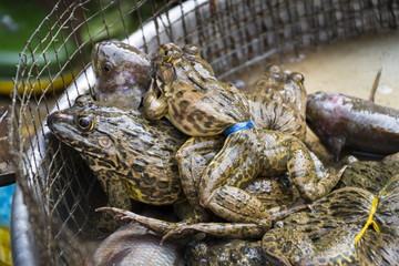Living frogs in baskets on Vietnamese market, My Tho