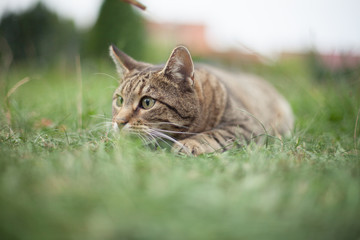 Katze im Gras
