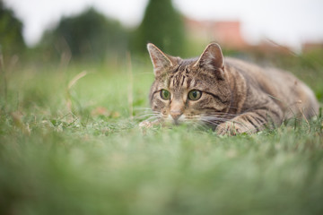 Katze im Gras