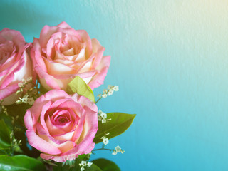 Pink roses on the blue background and morning sun