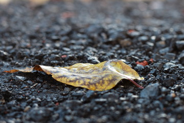  Dried leaf in autumn...