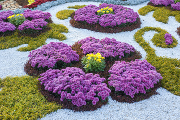Fototapeta na wymiar Flower gardens of chrysanthemums