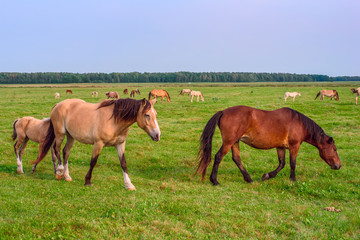 a herd of horses grazes on a meadow
