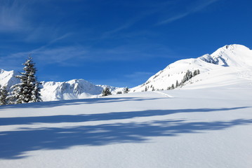 Fototapeta na wymiar Arbres des Alpes sous la neige