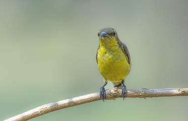 Olive-backed sunbird, Yellow-bellied sunbird