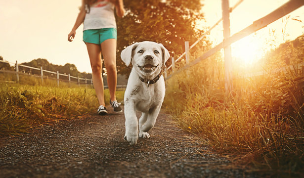woman goes for walk with young cute labrador retriever dog puppy running and smiling during golden sunset