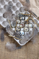 Quail eggs in a box with feathers