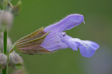 Salbeiblüte