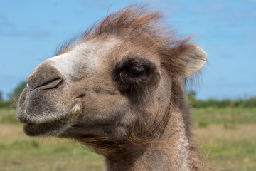 Obraz premium Closeup portrait of a camel head against a blue sky