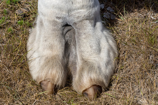 Closeup of a white camel toe