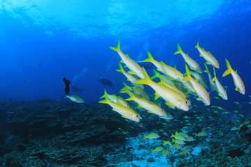 Fototapeta na wymiar Scuba divers explore coral reef with fish