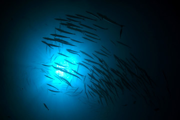 Fototapeta na wymiar Fish school in ocean. Chevron Barracuda fish