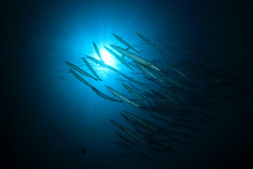 Fototapeta na wymiar Fish school in ocean. Chevron Barracuda fish