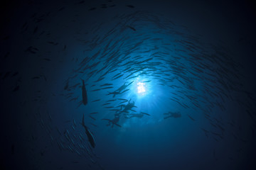 Fish in ocean. Chevron Barracuda shoal