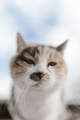 Primer plano de morro de gato con bigotes grandes y cabeza muy redonda