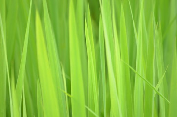 Naklejka premium 稲の苗