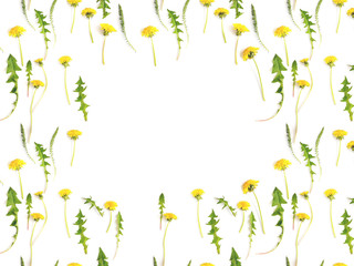 Flower frame. Pattern from plants, yellow wild flowers dandelion, isolated on white background, flat lay, top view. The concept of summer, spring, Mother's Day, March 8. 