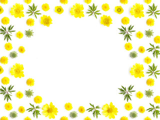 Flower frame. Pattern from plants, yellow wild flowers dandelion, isolated on white background, flat lay, top view. The concept of summer, spring, Mother's Day, March 8. 