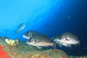 Naklejka premium Fish in sea. Sweetlips fish