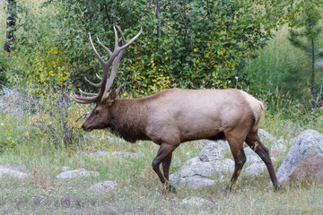 Naklejka na ściany i meble Elk of The Colorado Rocky Mountains