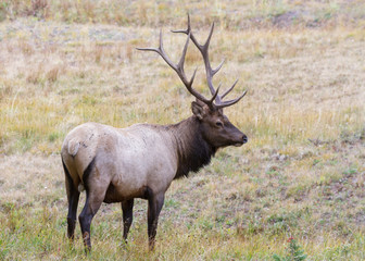 Naklejka na ściany i meble Elk of The Colorado Rocky Mountains - Weathering a Rain Shower