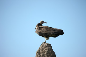 Wild Griffon Vulture Africa savannah Kenya dangerous bird