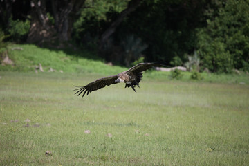 Wild Griffon Vulture Africa savannah Kenya dangerous bird