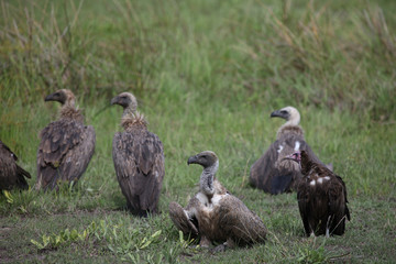 Wild Griffon Vulture Africa savannah Kenya dangerous bird