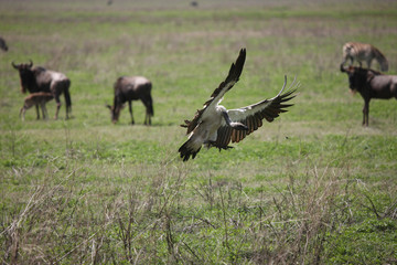 Wild Griffon Vulture Africa savannah Kenya dangerous bird
