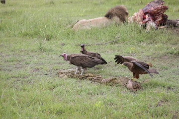 Wild Griffon Vulture Africa savannah Kenya dangerous bird
