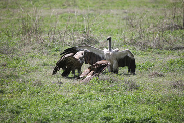 Wild Griffon Vulture Africa savannah Kenya dangerous bird