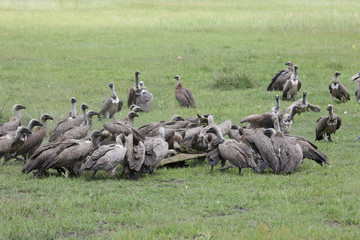 Wild Griffon Vulture Africa savannah Kenya dangerous bird