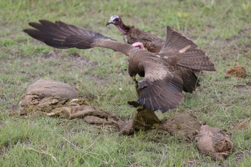 Wild Griffon Vulture Africa savannah Kenya dangerous bird