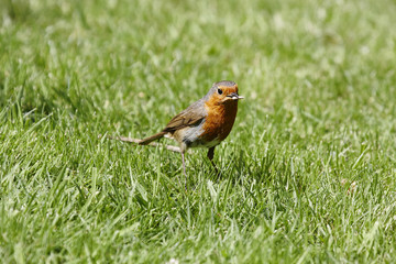 Robin