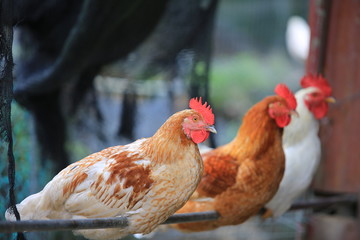 chicken farm in taiwan