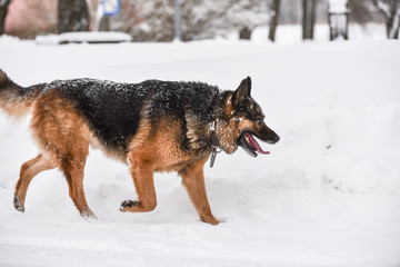 German shepherd dog rejoices in the snow