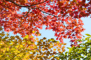 紅葉