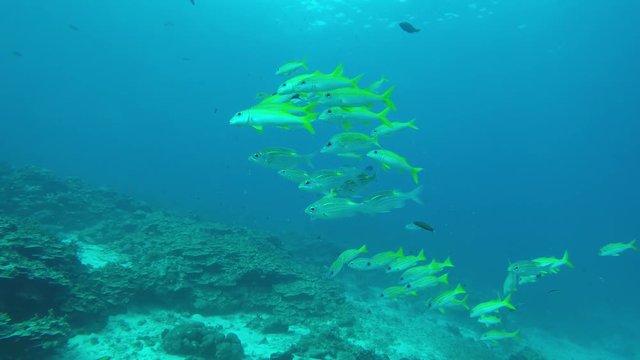 Snapper fish school on coral reef
