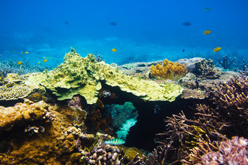 Tropical corals on reef in Indian ocean. Underwater life